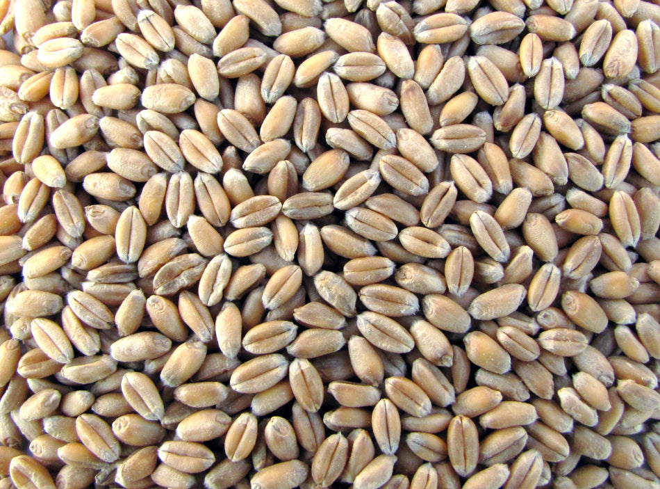 Futterweizen 5 kg Tierfutter