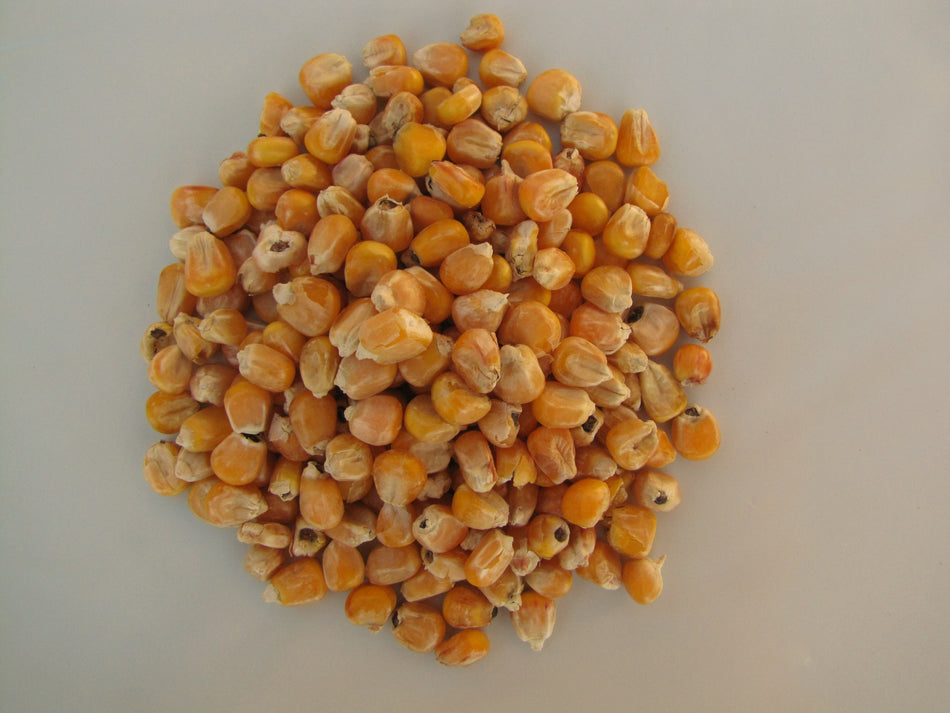 Futtermais 5kg Tierfutter